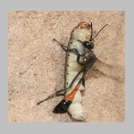 Ammophila sabulosa - Sandwespe 00-w04f mit Eulenspinner-Raupe - Drepanidae.jpg